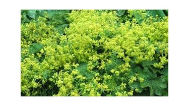 Alchemilla: le proprietà della pianta