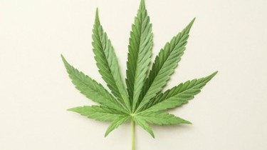 Farmaci a base di cannabis, ok della Camera