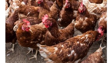 Troppi antibiotici nelle carni di pollo 
