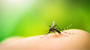 Ecco come le zanzare scelgono le ‘vittime'